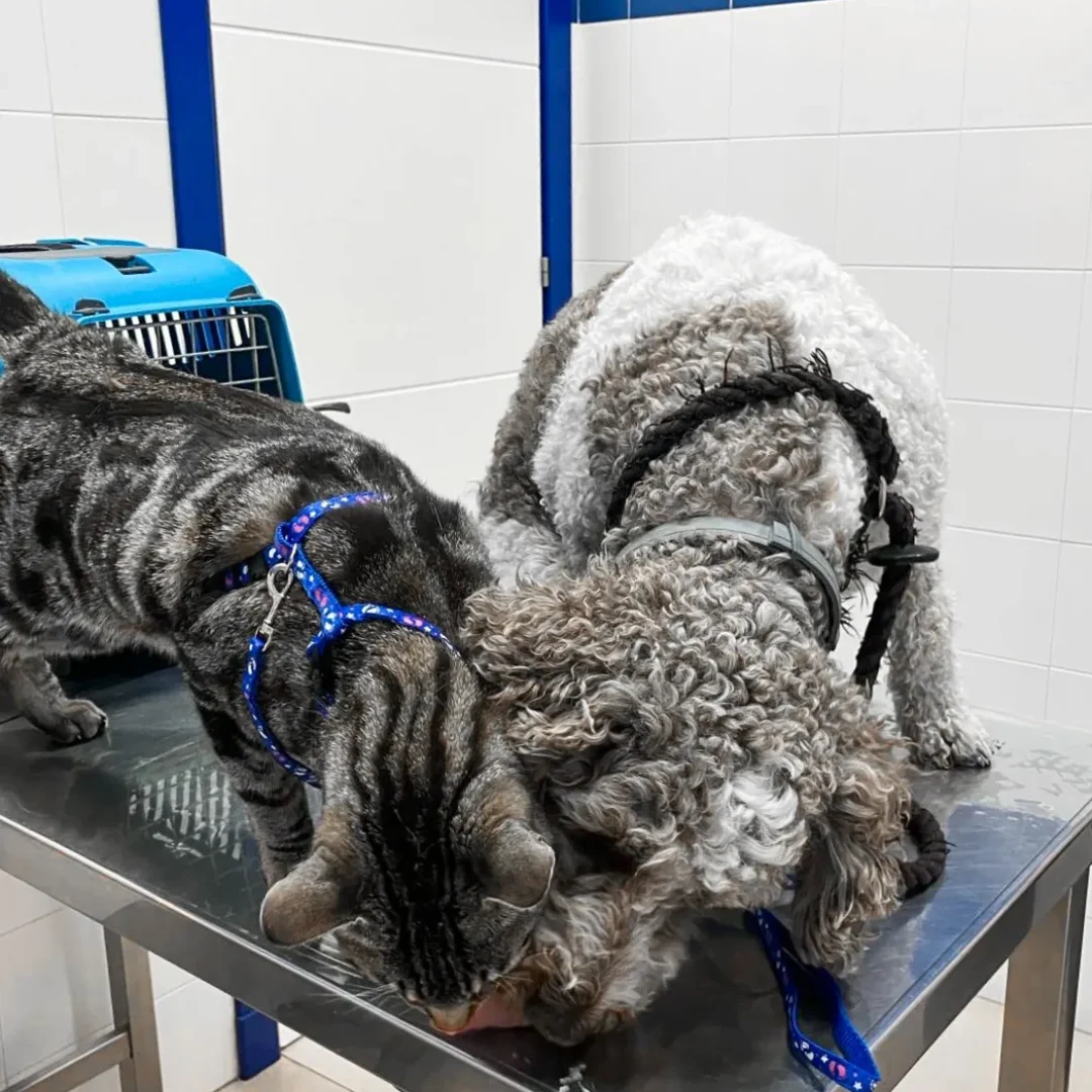 servicios veterinarios en Marbella (13)