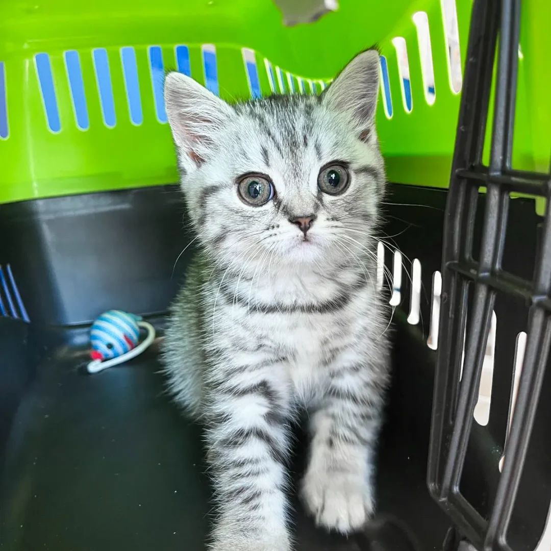 servicios veterinarios en Marbella (7)
