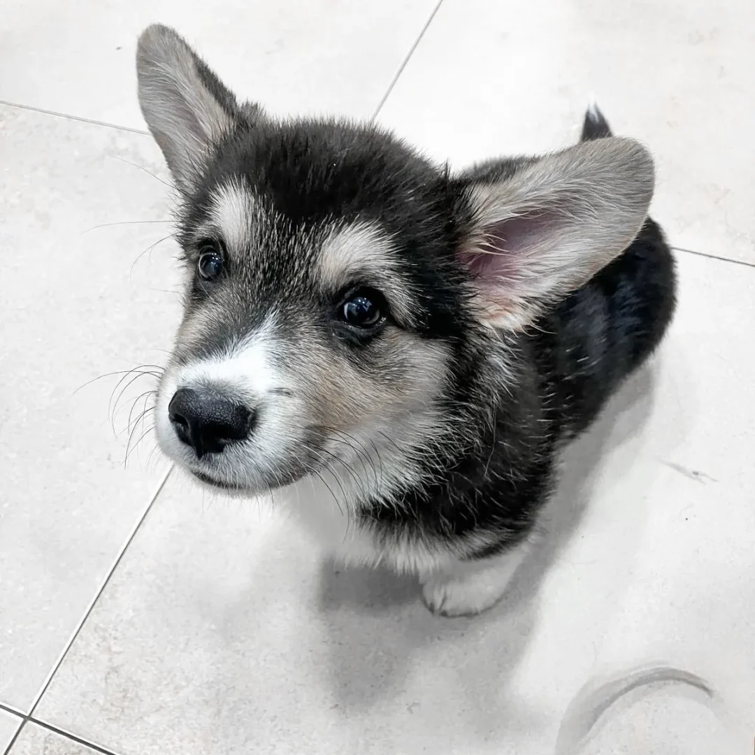 servicios veterinarios en Marbella (9)